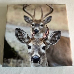 Whitetail bucks printed on Canvas
